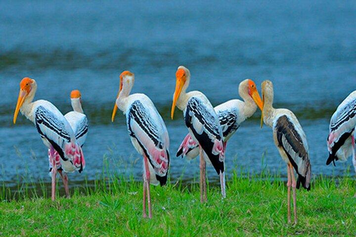 Bundala National Park Safari from Beruwala