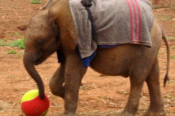 Giraffe Center and David Sheldrick Elephant Orphanage Day Tour from Nairobi