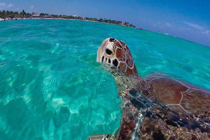 Akumal Adventure: Swim with turtles and explore Tulum Ruins