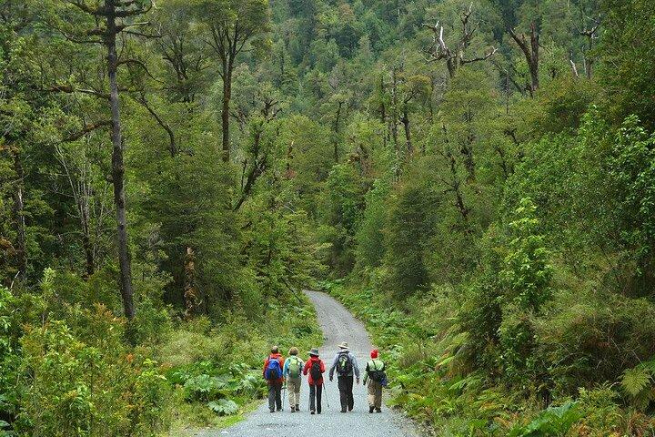 Trekking Alerce Andino National Park in Puerto Varas