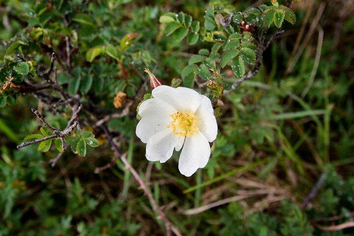 Walk in Burren National Park Clare. Guided. 4 hours.