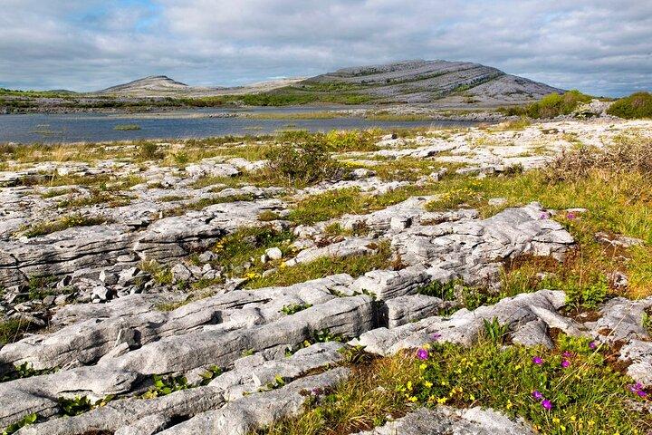 Walk in Burren National Park Clare. Guided. 4 hours.