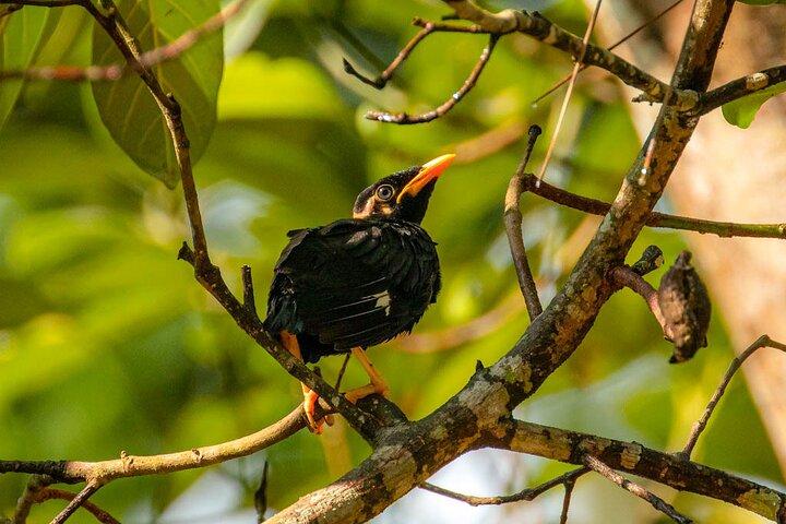 Wildlife Tour Covering Birds and Mammals (14 Days)