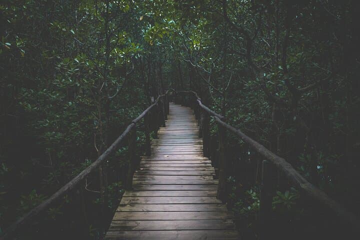 Half-Day Private Jozani Chwaka Bay Forest Tour in Zanzibar