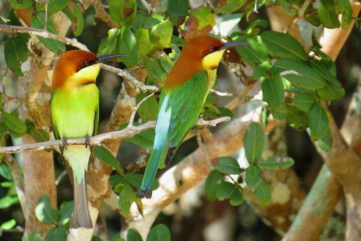 Bird Watching in Sinharaja Rain Forest | From Your Hotel