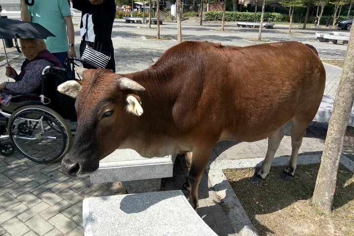 Private Full Day 9-Hour Driving Tour of Lantau from Hong Kong