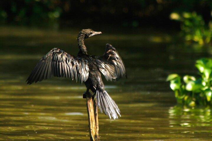 Birdwatching Boat Ride in Muthurajawela Marsh