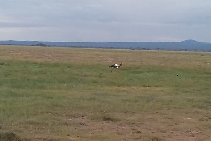 6 Days Birdwatching, Lake Baringo, kakamega Forest.