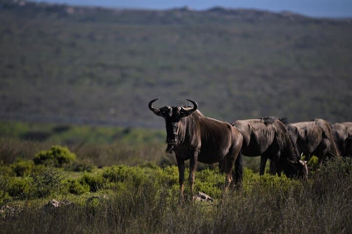 Private Tour : Africa Wild Safari West Coast Cape Town