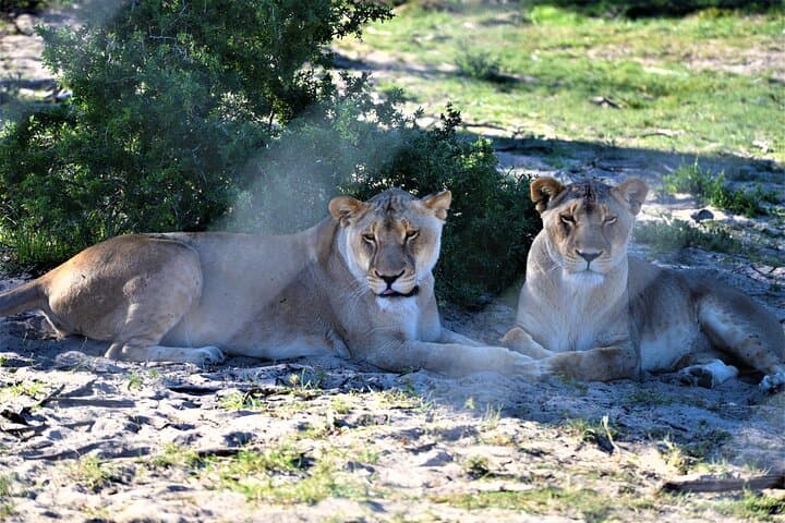 Private Tour : Africa Wild Safari West Coast Cape Town