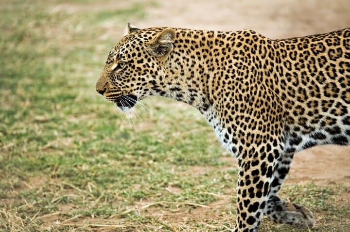 3 Days Maasai Mara Small Group Safari in a 4 x4 Land Cruiser Jeep