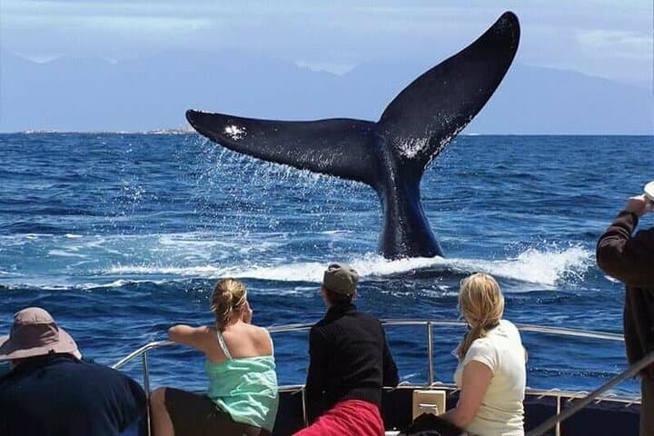 Whale Watching, Wine tasting and Penguin colony visit Guided tour