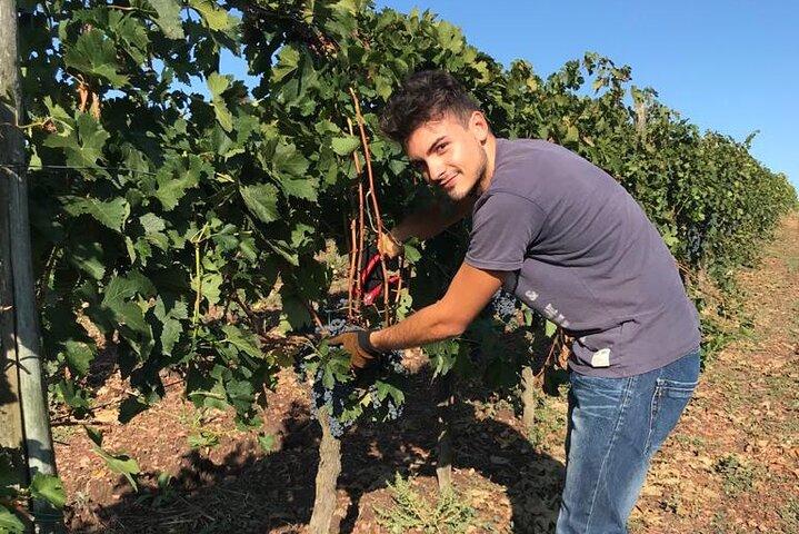 PRIVATE Full-Day Wine Experience with lunch in Chianti Classico.