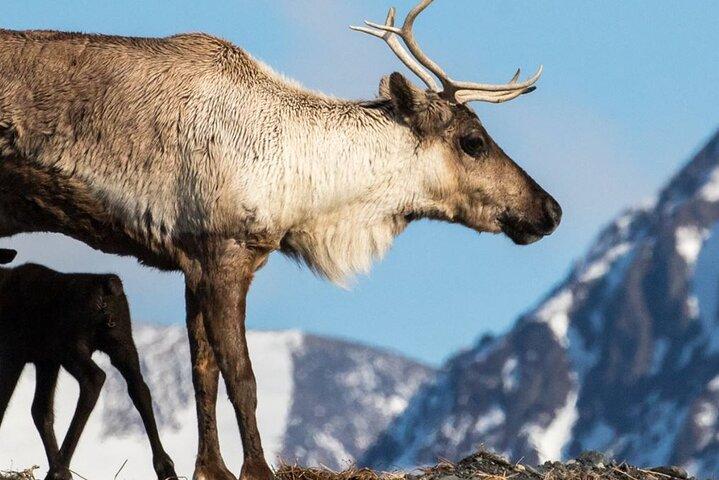 Alaska Wildlife Center and Turnagain Arm Tour w/Alyeska Tram