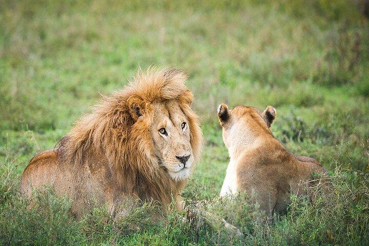 Ngorongoro Crater Day Tour