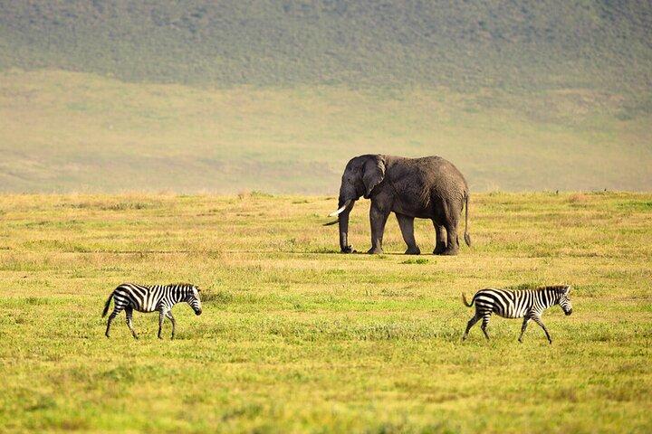 Ngorongoro Crater Day Tour