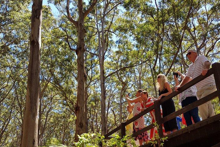 Secret Delights: Small-Group Curated Wine, Coffee, Lunch & Forest