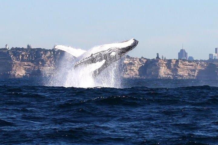 Whale Watching & Taronga Zoo Cruise Package - Sydney Harbour