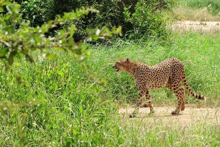 Half Day Nairobi National Park