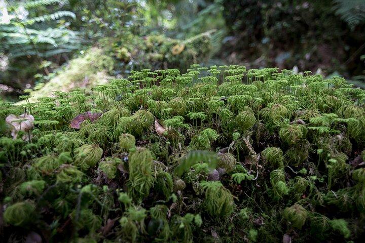 Trekking Alerce Andino National Park in Puerto Varas
