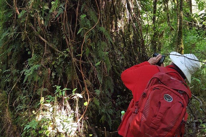 Trekking Alerce Andino National Park in Puerto Varas