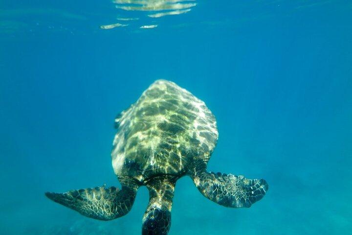 Private Beginner Paddleboard Lesson with Snorkel in Turtle Town