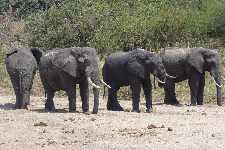 Arusha National Park Private Safari
