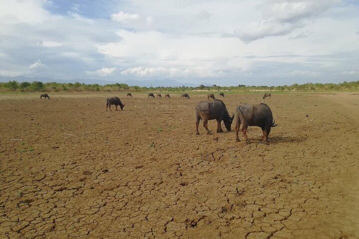 Private Half Day Safari in Udawalawe National Park