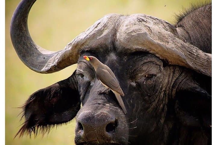 3 Days Budget Masai Mara Safari