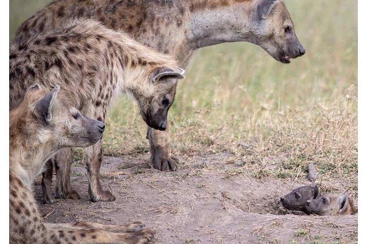 4 Days Masai Mara/Lake Nakuru Budget Safari