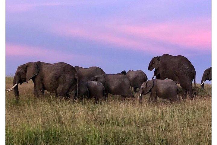 4 Days Masai Mara/Lake Nakuru Budget Safari