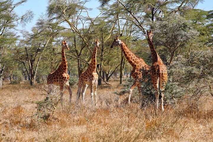 6days Masai mara-lake nakuru via Lake naivasha-Amboseli 4x4 jeep Safari