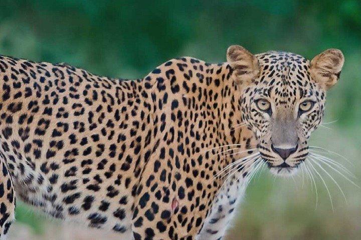 Arugambay to Yala National Park - Kumana National Park Safari