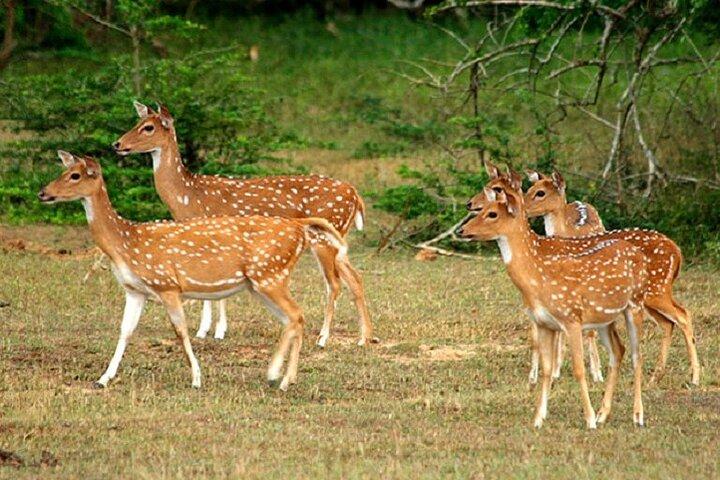 Arugambay to Yala National Park - Kumana National Park Safari