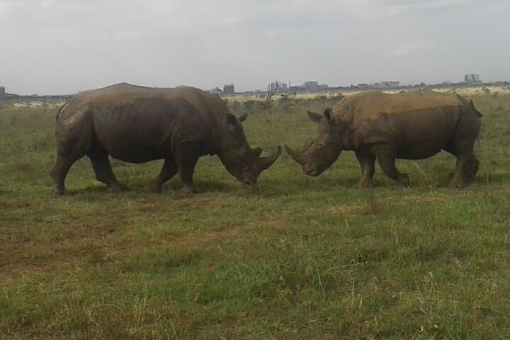 Nairobi National Park game drive. Free Airport pick / drop off.