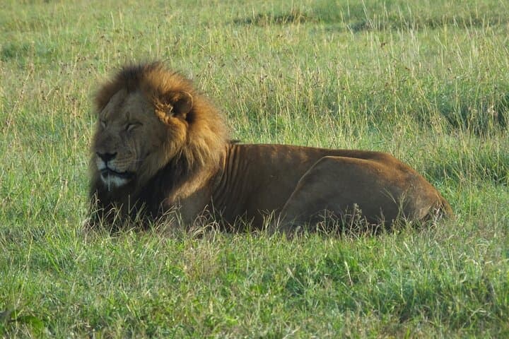 Day trip Lake Nakuru National Park