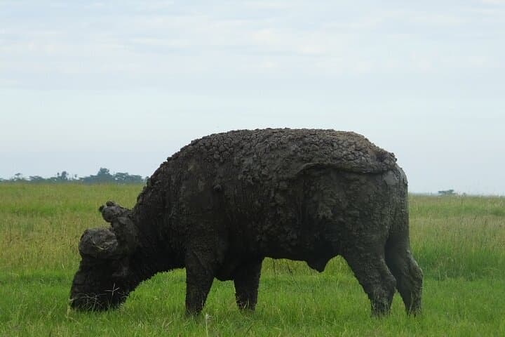 Day trip Lake Nakuru National Park