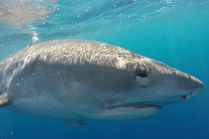 Oahu: North Shore Shark Cage Diving