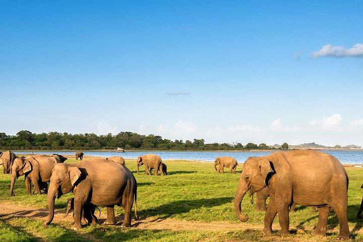 Udawalawe Safari Tour from Colombo
