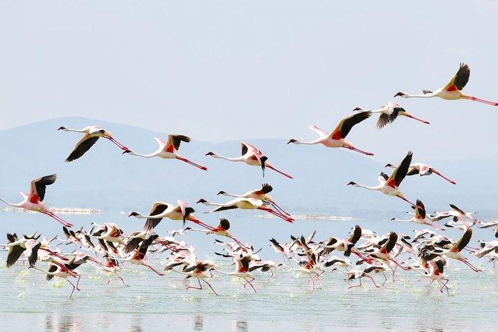 1-Day Lake Nakuru Tour