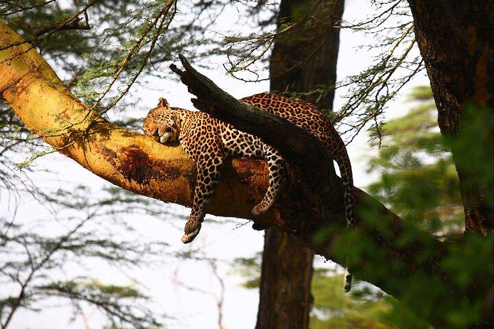 1-Day Lake Nakuru Tour