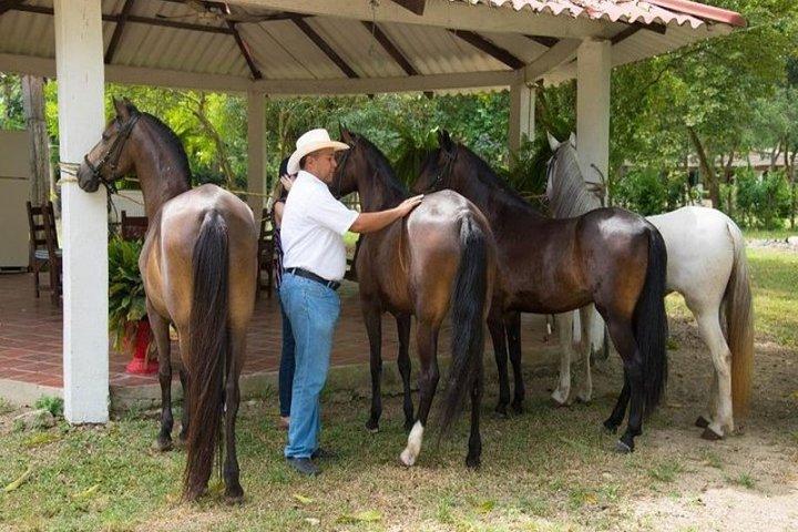 Horseback Riding on the beach with Colombian Paso Show, Cartagena