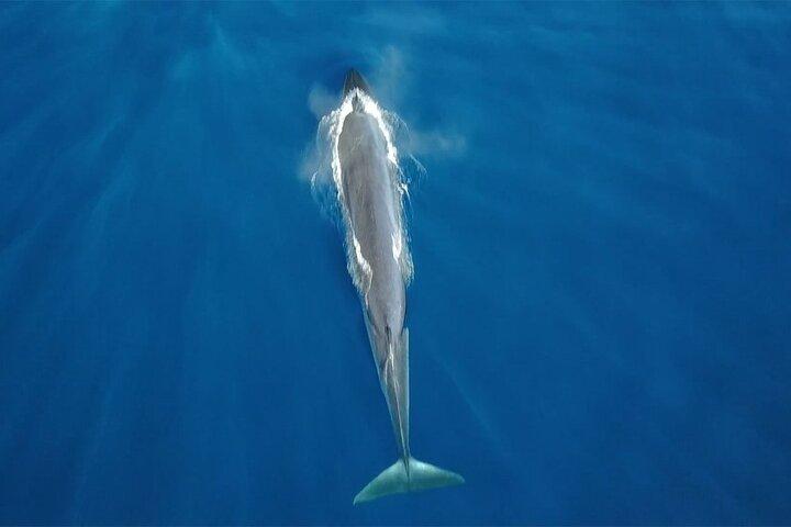 Tenerife Whale Watching Only Adults Exclusive Chill Out Catamaran