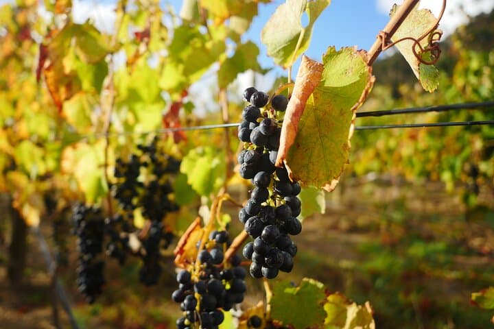 Full-Day Constantia Wine Tour from Cape Town