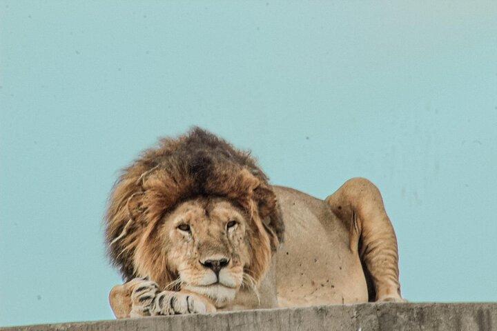 Full-Day Safari Tour Lake Manyara or Tarangire National Park