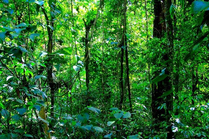 Cruiseline Excursion Colon: Rainforest, San Lorenzo Fort and Canal Expansion