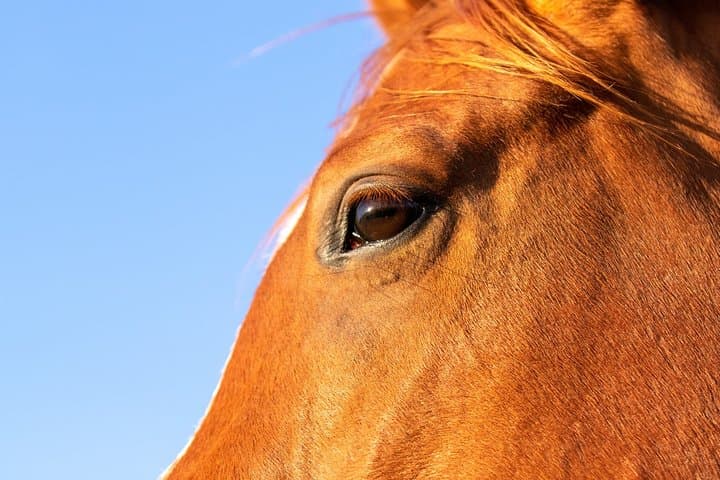 Horseback Along the Luxor West Bank