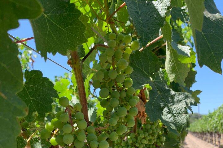 Napa & Sonoma Wine Tour | 6-8hr Private Fully Customized.*XL SUV