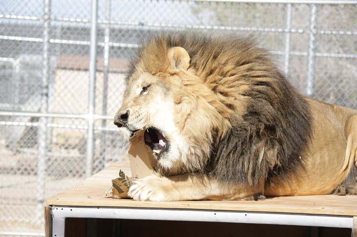 Lion Habitat Ranch Admission Ticket in Las Vegas