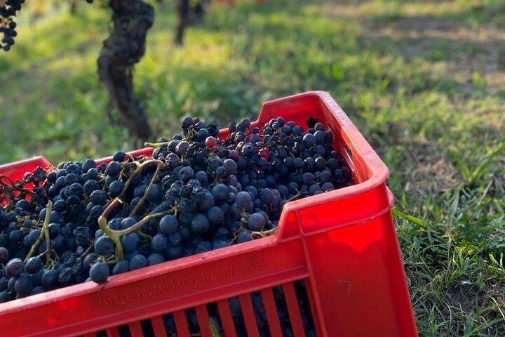 Private Barolo / Barbaresco - Piedmont Wine Tours and Tastings